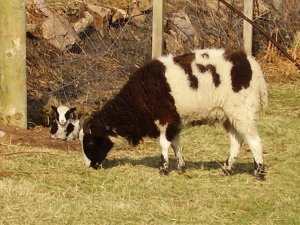 Rowan and her lamb