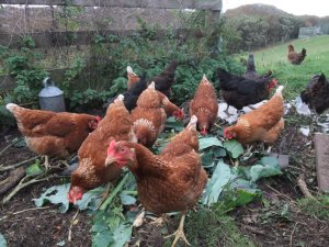 Our hens Our hens