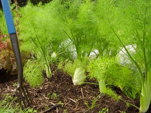 A forest of fennel A forest of fennel