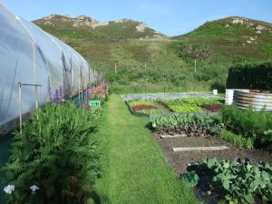 Polytunnel Polytunnel