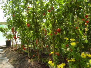 Tomatoes Tomatoes