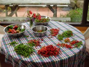 Chillifest Chillifest