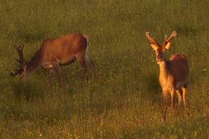 Red Deer