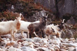 Scoor Goats