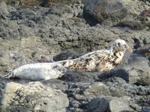 Seals on rocks