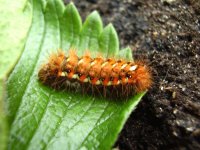 Caterpillar