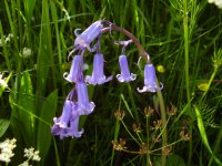 Bluebells