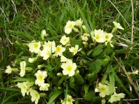 Primrose